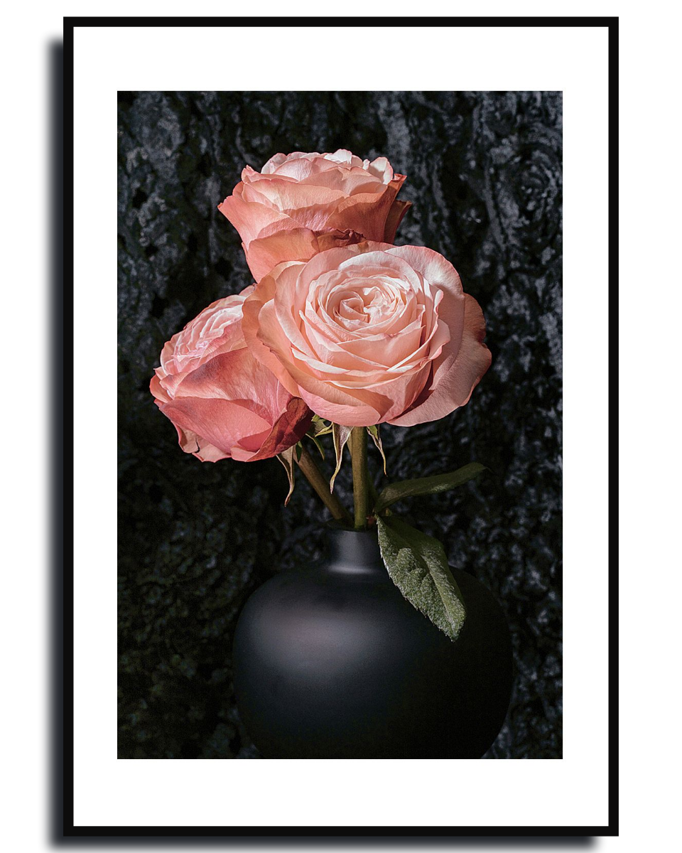  Hybrid Tea Rose ~ Fine Art Photography by Ivo Titzin ~ Limited edittion Luxury Wall Art by Gito 