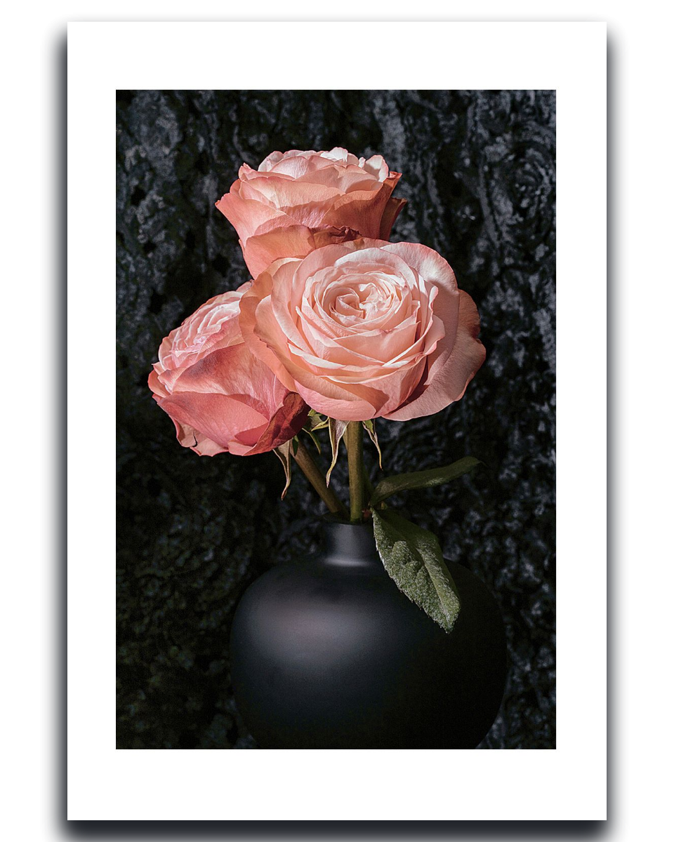  Hybrid Tea Rose ~ Fine Art Photography by Ivo Titzin ~ Limited edittion Luxury Wall Art by Gito 