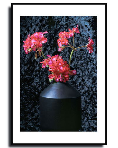 Ivy geranium CloseUp ~ Fine Art Photography by Ivo Titzin ~ Black Series ~ Limited edittion Wall Art by Gito