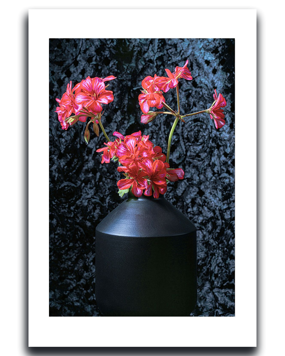 Ivy geranium CloseUp ~ Fine Art Photography by Ivo Titzin ~ Black Series ~ Limited edittion Wall Art by Gito