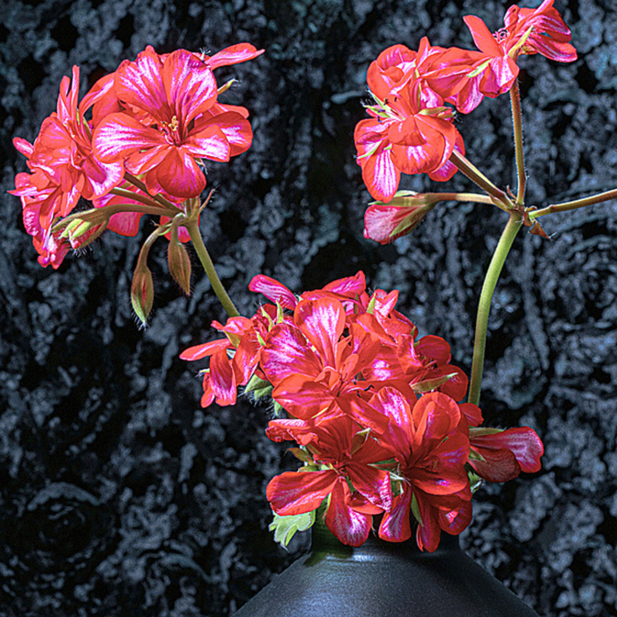 Ivy geranium CloseUp ~ Fine Art Photography by Ivo Titzin ~ Black Series ~ Limited edittion Wall Art by Gito