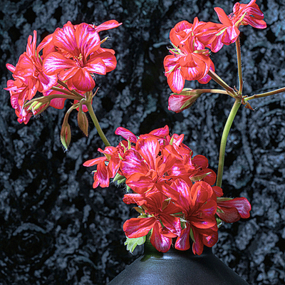 Ivy geranium CloseUp ~ Fine Art Photography by Ivo Titzin ~ Black Series ~ Limited edittion Wall Art by Gito