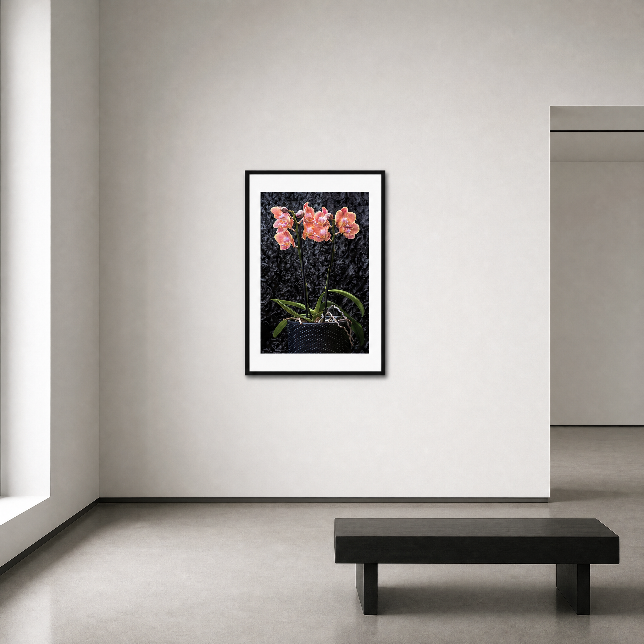 Framed artwork of pink flowers on a white wall above a black bench. ~ Fine Art Photography by Ivo Titzin ~ Gito Limited Edition Wall Art