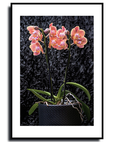 Framed photograph of a potted orchid with pink flowers against a dark textured background ~ Orchid  Fine Art Photography by Ivo Titzin ~ Gito Limited Edition Wall Art