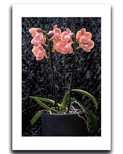 Framed photograph of a potted orchid with pink flowers against a dark textured background ~ Orchid  Fine Art Photography by Ivo Titzin ~ Gito Limited Edition Wall Art