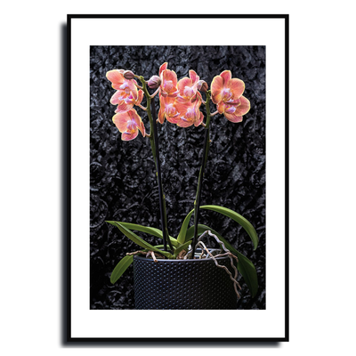 Framed photograph of a pink orchid plant against a dark textured background ~ Fine Art Photography by Ivo Titzin ~ Gito Limited Edition Wall Art