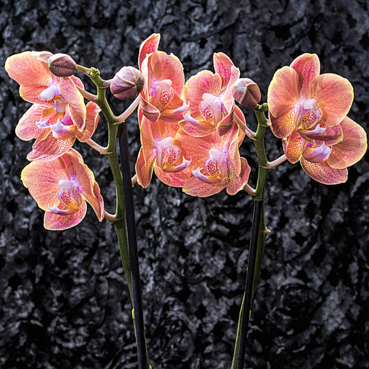 Fine Art Photography by Ivo Titzin ~ Gito Limited Edition Wall Art