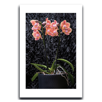 Pink orchid in a pot against a dark textured background ~ Fine Art Photography by Ivo Titzin ~ Gito Limited Edition Wall Art
