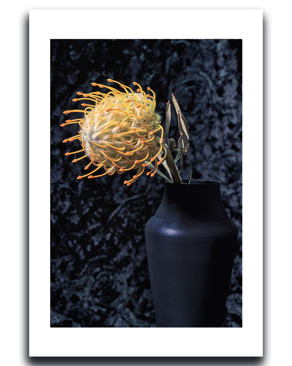 Pincushion Protea ~ Fine Art Photography by Ivo Titzin ~ Luxury Wall Art by Gito ~ Limited edition