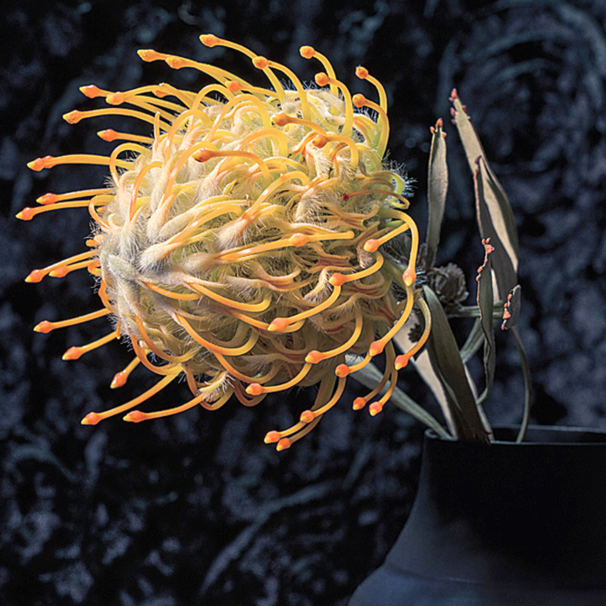 Close-up of a flower with long, thin petals against a dark background ~ Pincushion Protea ~ Fine Art Photography by Ivo Titzin ~ Luxury Wall Art by Gito ~ Limited edition