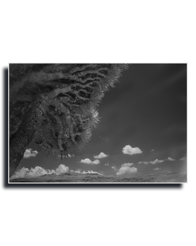 Gito.Art - Exclusive Art Print - Photography by Delyan Markov
A black and white landscape photograph print of a desert scene, featuring a close-up of a Joshua tree trunk on the left and scattered clouds in a dark sky, shown as a horizontal canvas print with a drop shadow on a white background.