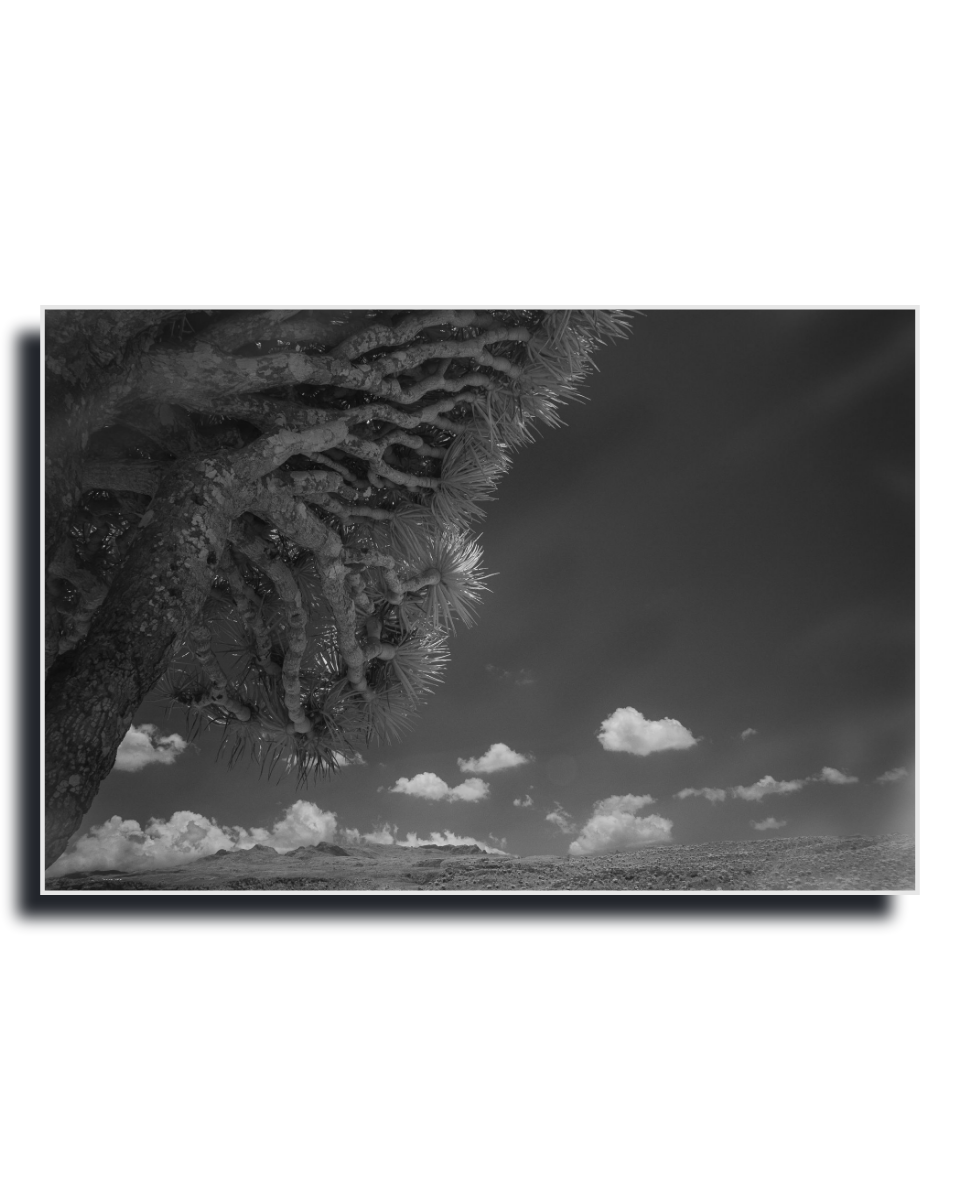 Gito.Art - Exclusive Art Print - Photography by Delyan Markov
A black and white landscape photograph print of a desert scene, featuring a close-up of a Joshua tree trunk on the left and scattered clouds in a dark sky, shown as a horizontal canvas print with a drop shadow on a white background.