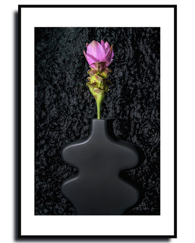 Siam Tulip ~ Fine Art Photography by Ivo Titzin ~ Gito Limited Edition Collectable Wall Art 