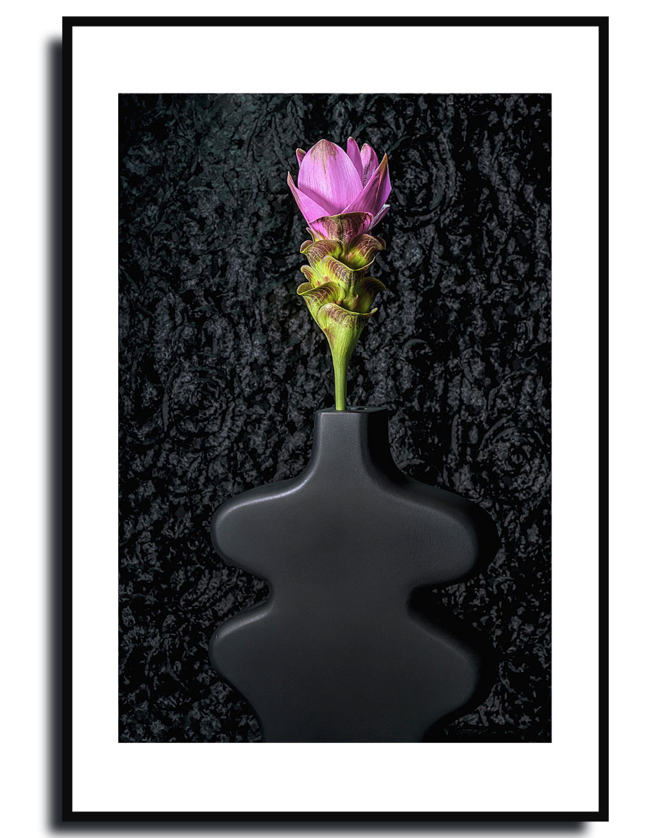Siam Tulip ~ Fine Art Photography by Ivo Titzin ~ Gito Limited Edition Collectable Wall Art 