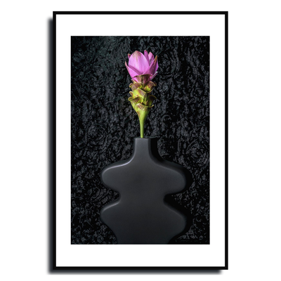 Siam Tulip ~ Fine Art Photography by Ivo Titzin ~ Gito Limited Edition Collectable Wall Art 