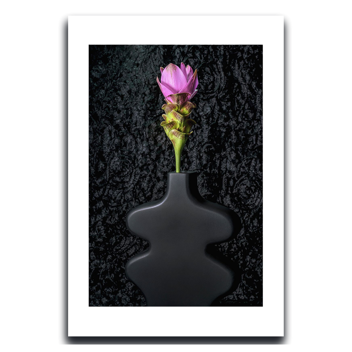 Siam Tulip ~ Fine Art Photography by Ivo Titzin ~ Gito Limited Edition Collectable Wall Art 