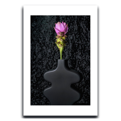Siam Tulip ~ Fine Art Photography by Ivo Titzin ~ Gito Limited Edition Collectable Wall Art 