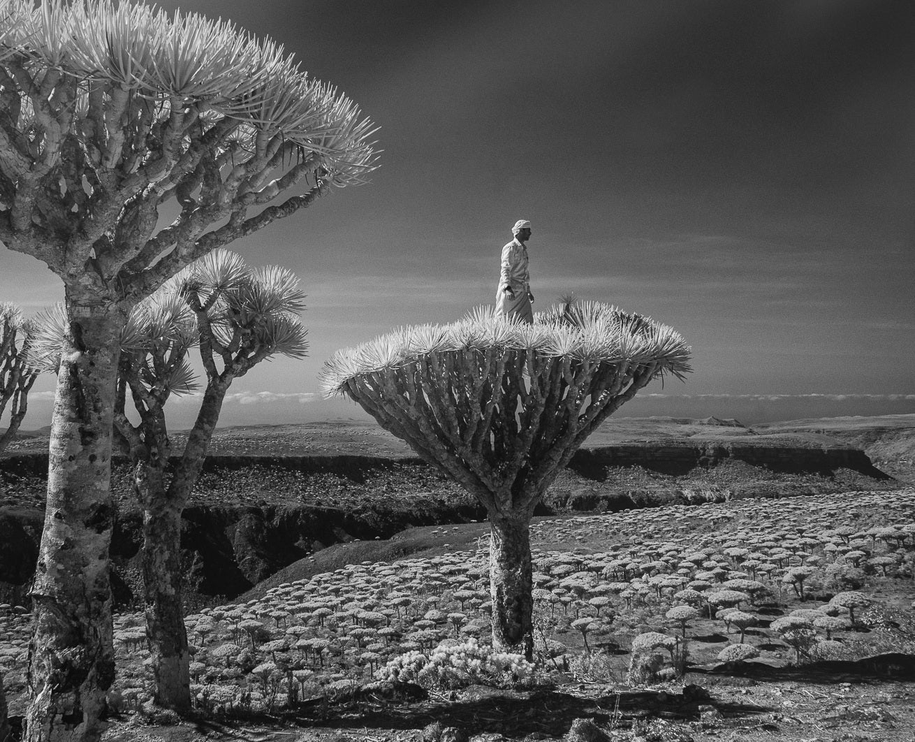 Gito Art Limited Edition wall Art - Hahnemuhle Fine Art print - Dilian Markov Photography - Island of Socotra - Framed wall Art