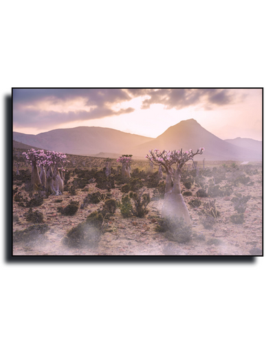 Gito.Art - Exclusive Art Print - Photography by Delyan Markov
A framed landscape art print depicting a desert scene with distinctive bottle trees, distant mountains, and a soft pink and orange sunset sky, shown against a plain white background.