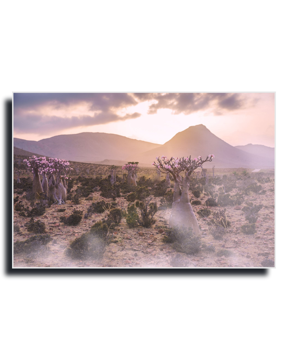 Gito.Art - Exclusive Art Print - Photography by Delyan Markov
A framed landscape art print depicting desert baobab trees and mountains at sunset, shown against a plain white background.