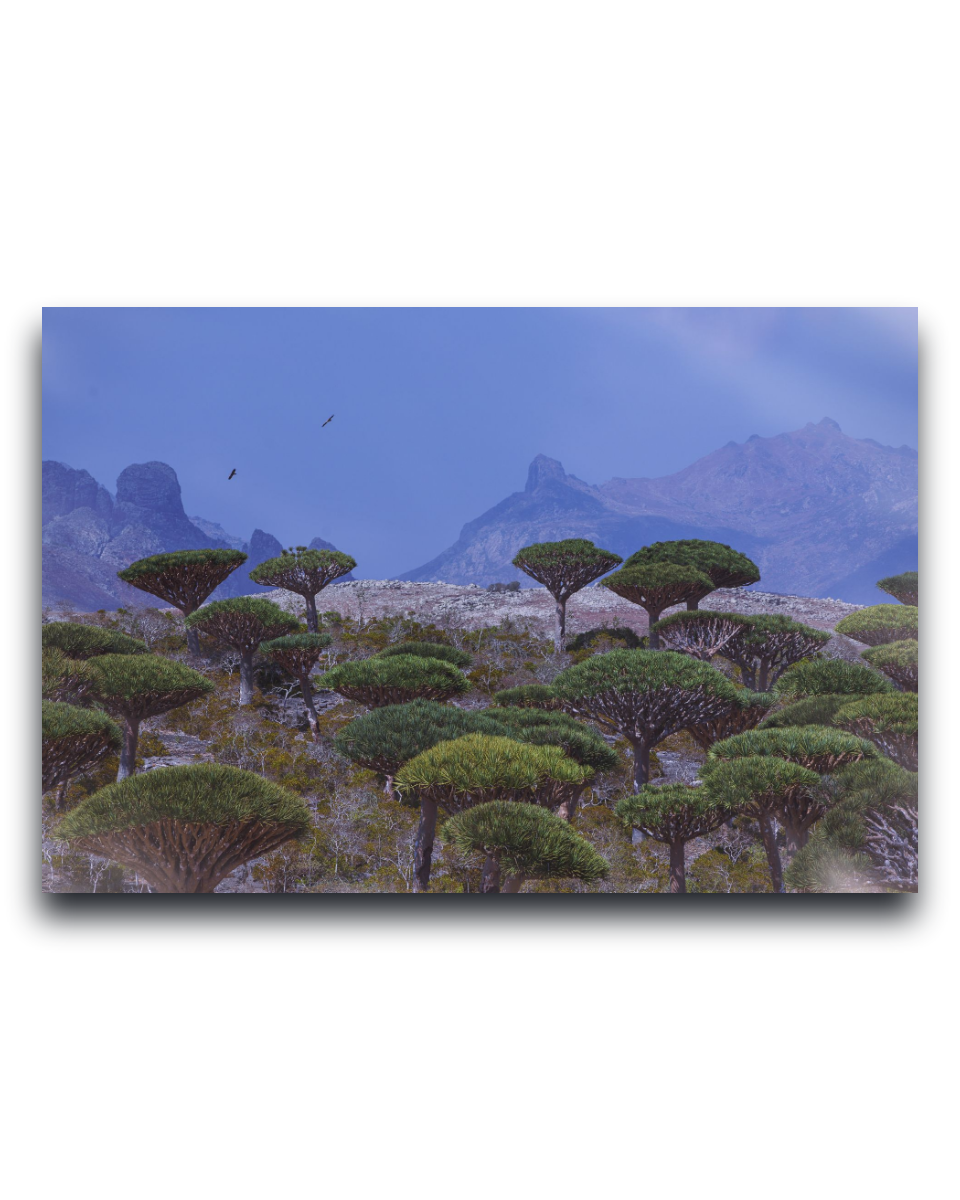 Gito.Art - Exclusive Art Print - Photography by Delyan Markov
A rectangular wall art print or canvas showing a landscape scene with green dragon blood trees in the foreground, blue mountains in the background, and a blue sky. The print is photographed against a plain white background with a soft drop shadow.