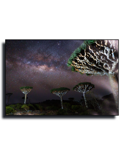 Gito.Art - Exclusive Art Print - Photography by Delyan Markov
A rectangular wall art print or canvas showing a night landscape with the Milky Way galaxy above three distinctive tree species, photographed against a plain white background with a slight drop shadow.