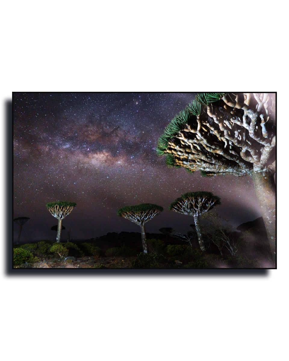 Gito.Art - Exclusive Art Print - Photography by Delyan Markov
A rectangular wall art print or canvas showing a night landscape with the Milky Way galaxy above three distinctive tree species, photographed against a plain white background with a slight drop shadow.
