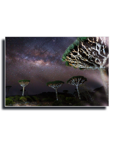 Gito.Art - Exclusive Art Print - Photography by Delyan Markov
A rectangular wall art print showing a night landscape with the Milky Way galaxy above three distinctive tree species, photographed against a white background with a dark drop shadow.