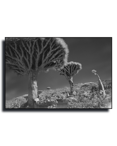 Gito.Art - Exclusive Art Print - Photography by Delyan Markov
Black and white landscape photograph print of desert Joshua trees on a hillside, shown as a framed wall art piece against a white background.