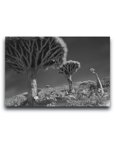 Gito.Art - Exclusive Art Print - Photography by Delyan Markov
Black and white landscape photograph print of Joshua trees on a hillside, shown as a rectangular wall art piece against a white background.
