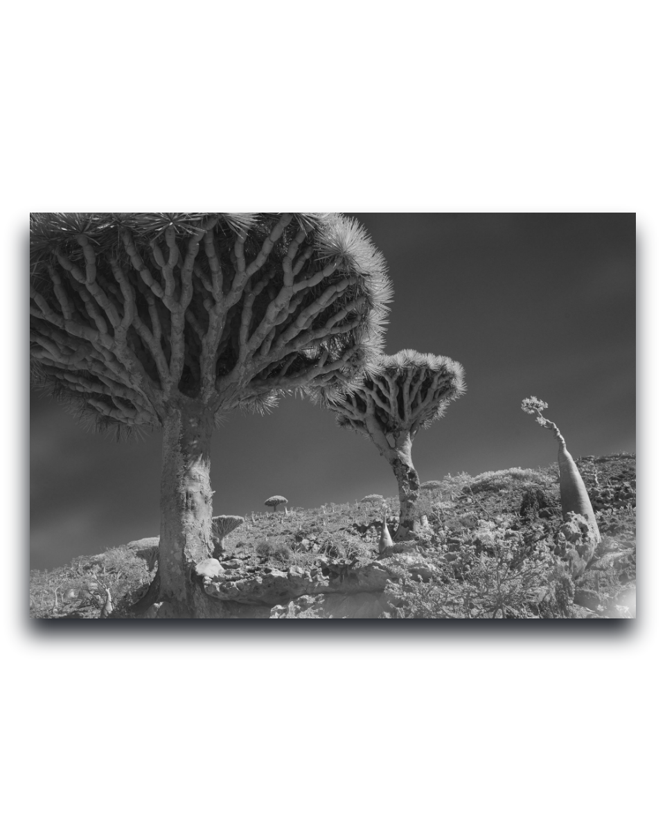 Gito.Art - Exclusive Art Print - Photography by Delyan Markov
Black and white landscape photograph print of Joshua trees on a hillside, shown as a rectangular wall art piece against a white background.