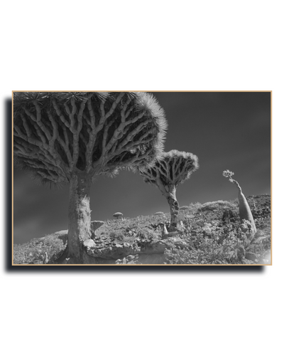 Gito.Art - Exclusive Art Print - Photography by Delyan Markov
A black and white landscape photograph print of Joshua trees and a desert hillside, presented as a framed wall art piece against a white background.
