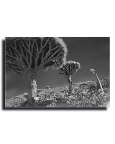 Gito.Art - Exclusive Art Print - Photography by Delyan Markov
Black and white landscape photograph print of desert Joshua trees on a hillside, shown as a rectangular wall art piece with a drop shadow on a white background.