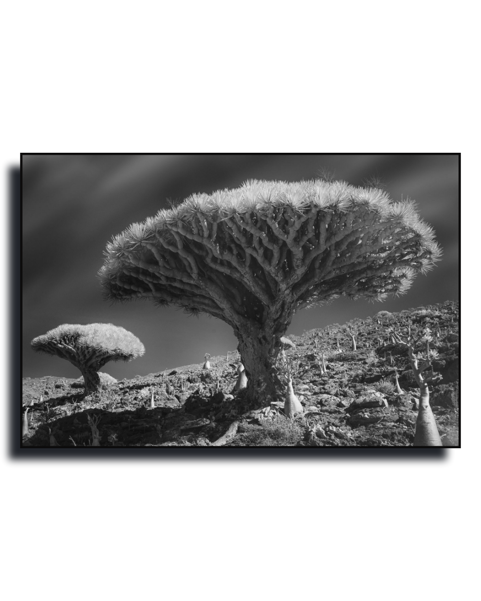 Gito.Art - Exclusive Art Print - Photography by Delyan Markov
Black and white landscape photograph print of a dramatic dragon's blood tree on a rocky hillside, shown as a framed wall art piece against a white background.