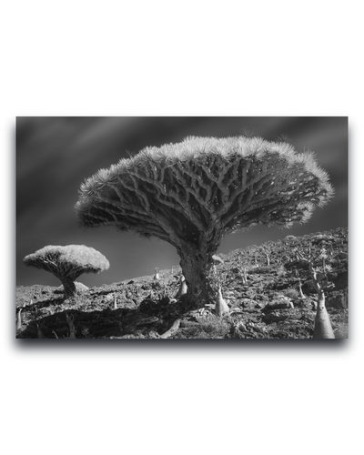 Gito.Art - Exclusive Art Print - Photography by Delyan Markov
Black and white landscape photograph print of a dramatic dragon's blood tree on a rocky hillside, shown as a rectangular wall art piece against a white background.