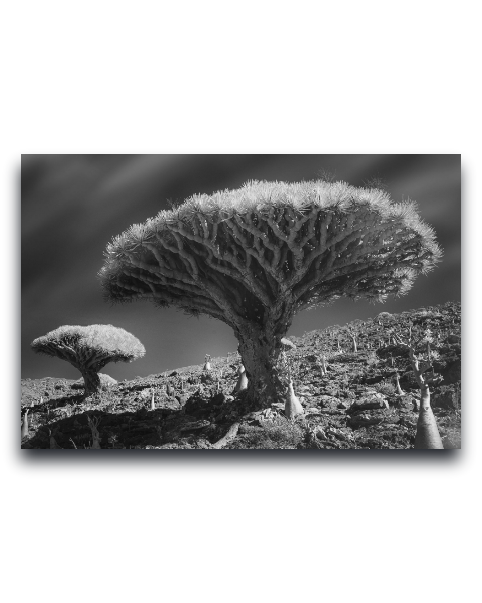 Gito.Art - Exclusive Art Print - Photography by Delyan Markov
Black and white landscape photograph print of a dramatic dragon's blood tree on a rocky hillside, shown as a rectangular wall art piece against a white background.