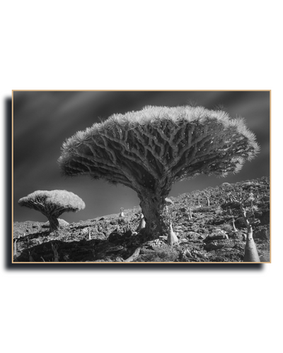 Gito.Art - Exclusive Art Print - Photography by Delyan Markov
Black and white landscape photograph print of a dramatic dragon's blood tree on a rocky hillside, shown as a framed wall art piece against a white background.