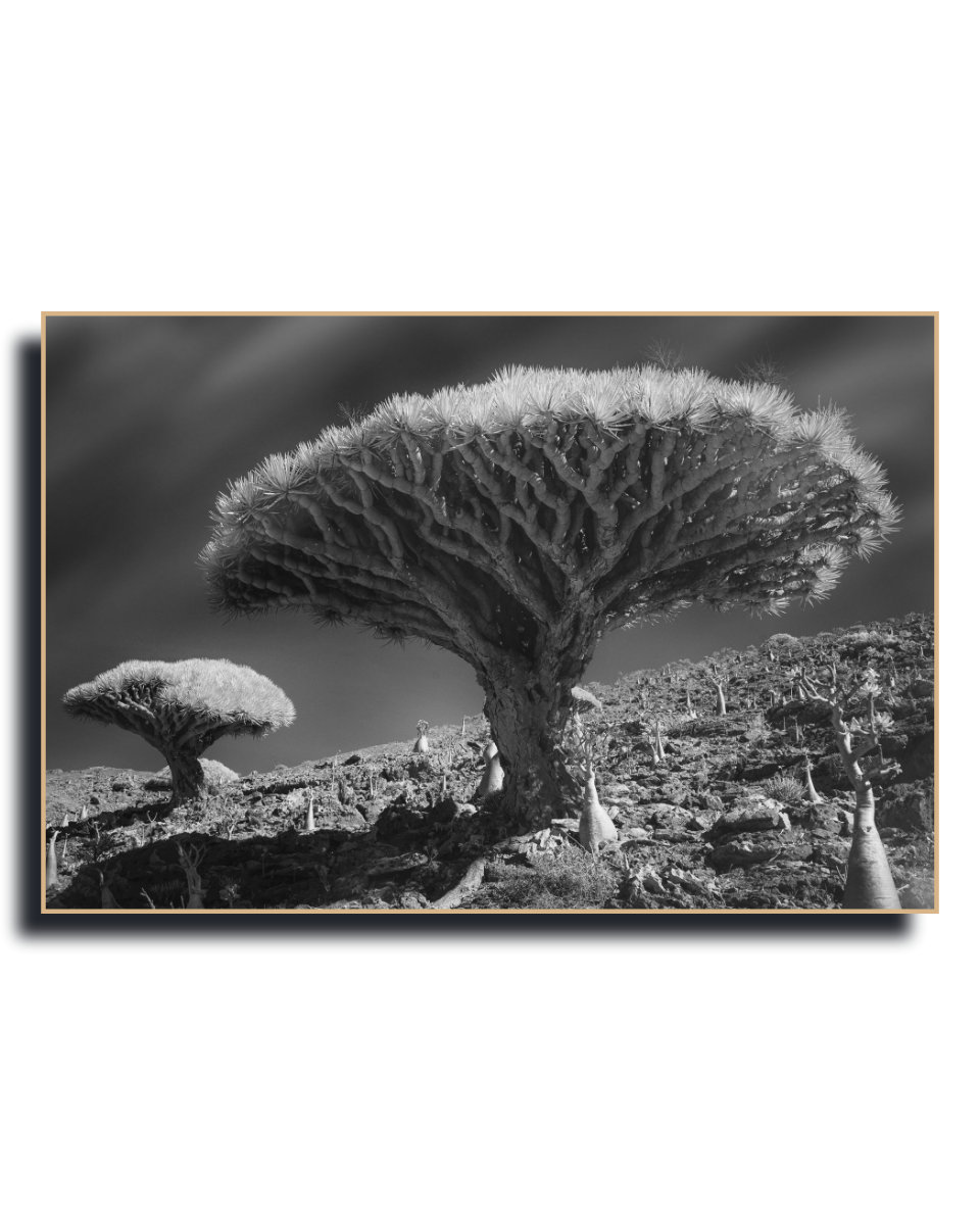 Gito.Art - Exclusive Art Print - Photography by Delyan Markov
Black and white landscape photograph print of a dramatic dragon's blood tree on a rocky hillside, shown as a framed wall art piece against a white background.