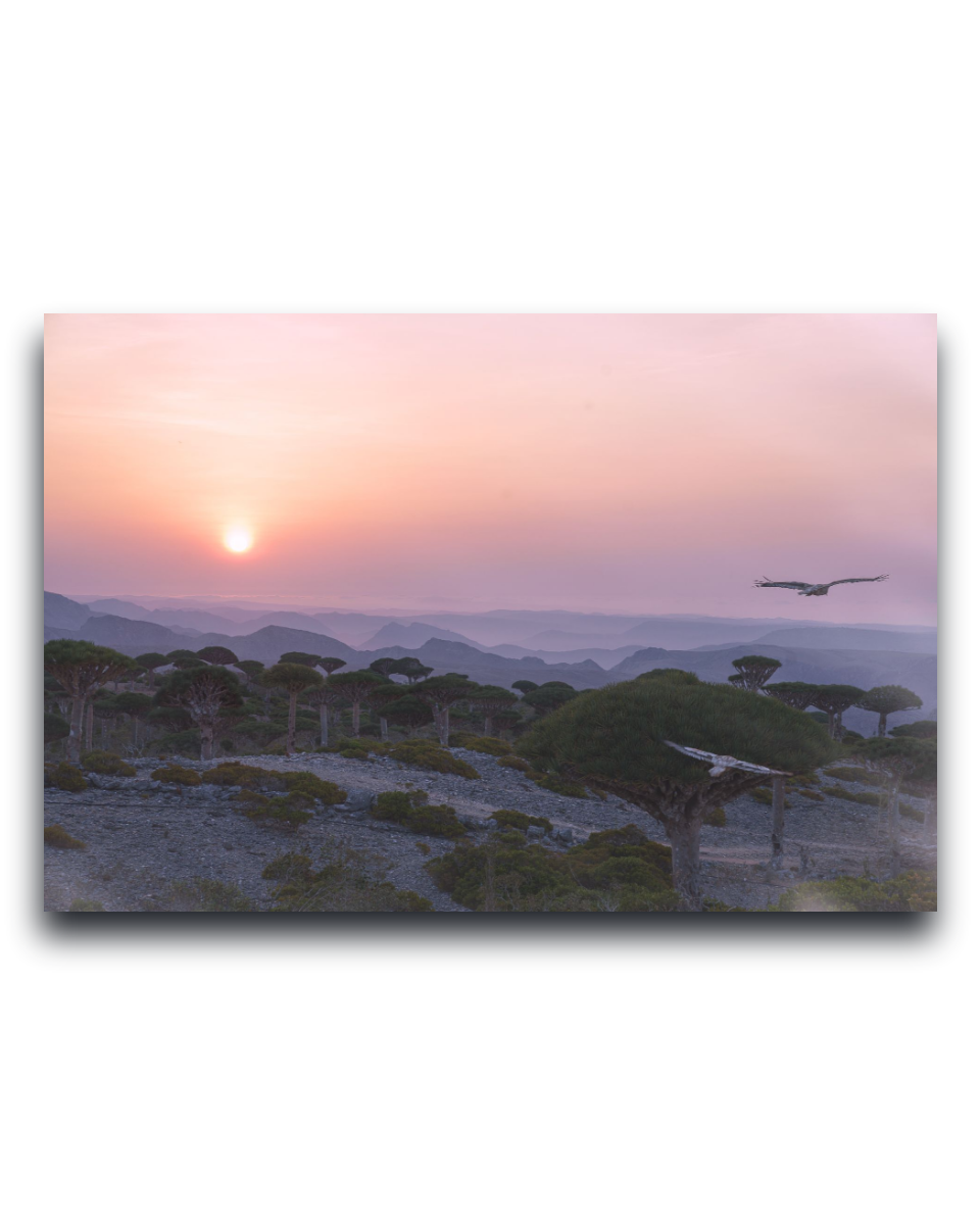 A rectangular wall art print showing a savanna landscape at sunset with a bird flying across a pink and peach sky, displayed against a white background. A photography of Socotra by Dilian Markov - Gito Art Exclusive Photography Print