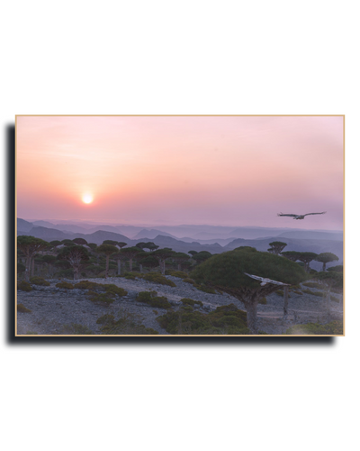 A photography of Socotra by Dilian Markov - Gito Art Exclusive Photography Print