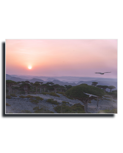 A rectangular wall art print showing a sunset landscape with a glowing sun near the horizon, layered mountain ranges in the distance, scattered green trees in the foreground, and a bird flying across a pink and peach sky. The print is displayed against a white background with a dark drop shadow. A photography of Socotra by Dilian Markov - Gito Art Exclusive Photography Print