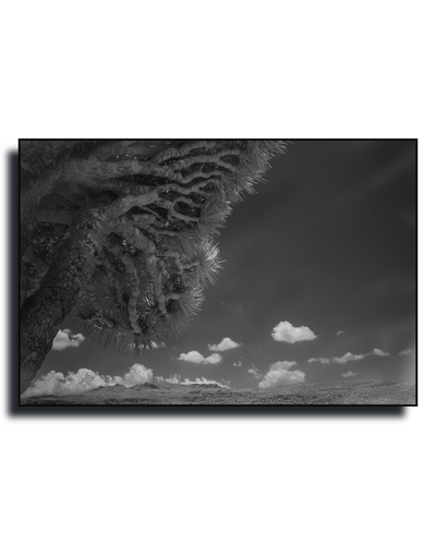 Gito.Art - Exclusive Art Print - Photography by Delyan Markov
A black and white landscape photograph print of a desert scene, featuring a close-up of a spiky desert tree trunk on the left and scattered clouds in a dark sky, shown as a rectangular print with a black frame on a white background.
