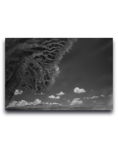Gito.Art - Exclusive Art Print - Photography by Delyan Markov
A black and white landscape photograph print featuring a close-up of a textured tree trunk on the left, with a dramatic cloudy sky and distant hills under a dark sky.