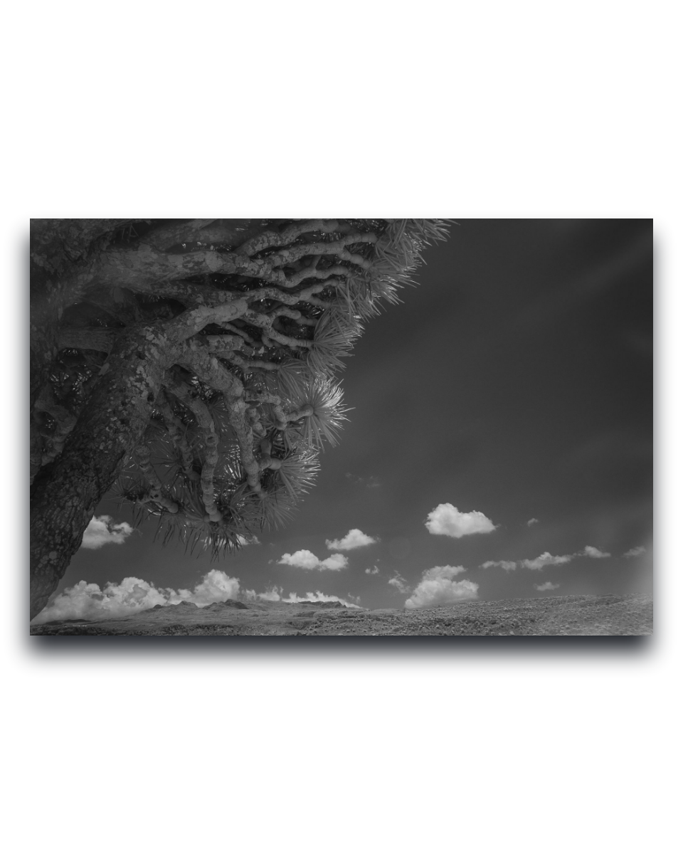 Gito.Art - Exclusive Art Print - Photography by Delyan Markov
A black and white landscape photograph print featuring a close-up of a textured tree trunk on the left, with a dramatic cloudy sky and distant hills under a dark sky.
