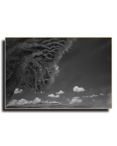 Gito.Art - Exclusive Art Print - Photography by Delyan Markov
A framed black and white landscape photograph of a desert scene with a prominent tree trunk on the left, clouds in the sky, and a flat horizon, shown against a white background.