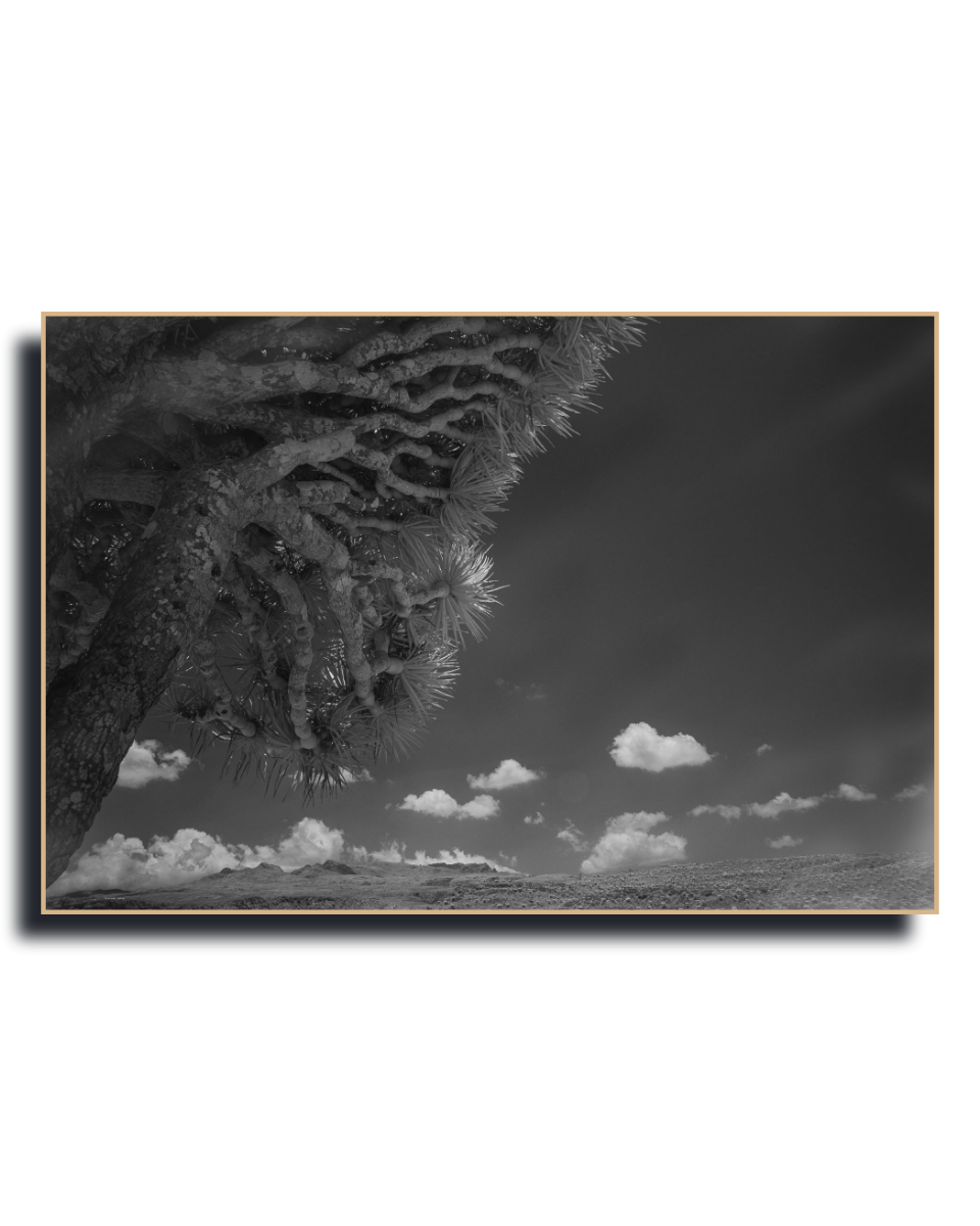Gito.Art - Exclusive Art Print - Photography by Delyan Markov
A framed black and white landscape photograph of a desert scene with a prominent tree trunk on the left, clouds in the sky, and a flat horizon, shown against a white background.