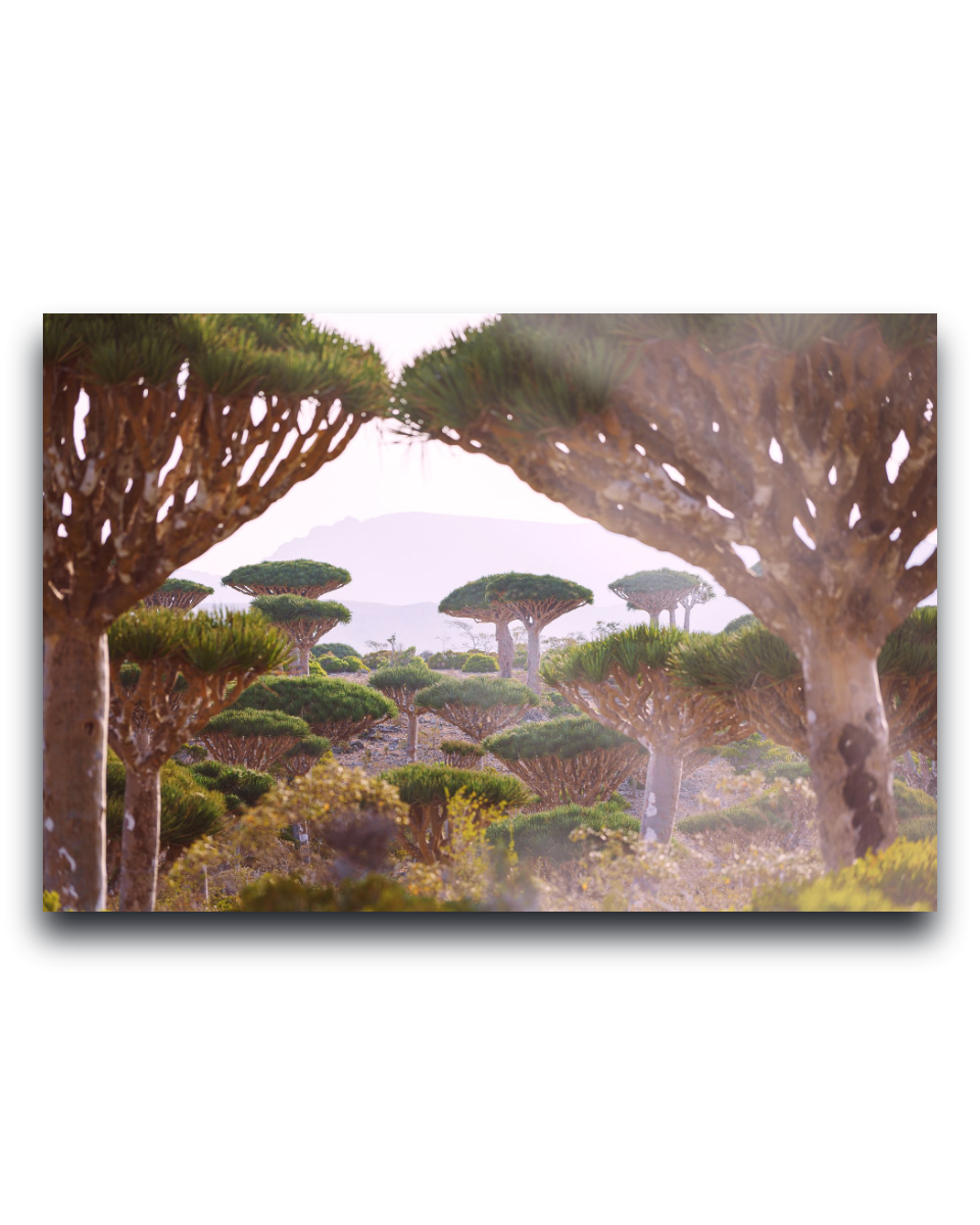 Gito.Art - Exclusive Art Print - Photography by Delyan Markov
A rectangular wall art print or canvas showing a scenic landscape with clustered dragon's blood trees in soft muted tones, photographed against a plain white background with a slight drop shadow.