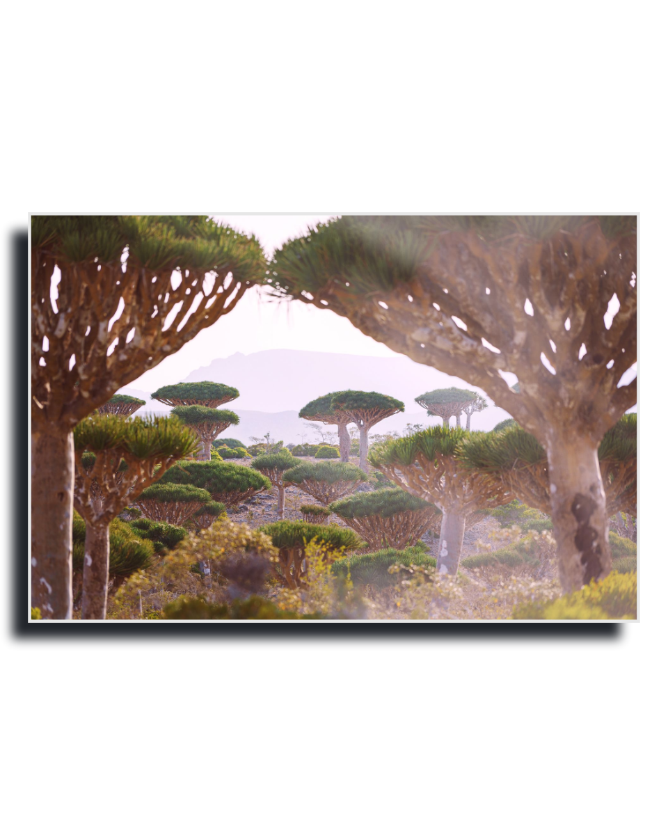 Gito.Art - Exclusive Art Print - Photography by Delyan Markov
A framed landscape art print depicting a dense grove of dragon blood trees with a hazy mountain in the background, shown against a plain white backdrop.