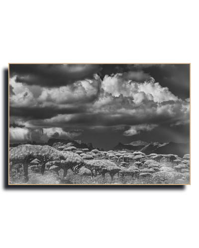 Gito.Art - Exclusive Art Print - Photography by Delyan Markov
A black and white landscape photograph print featuring a dramatic cloudy sky over a field of umbrella trees, presented with a thin gold-toned frame on a white background.