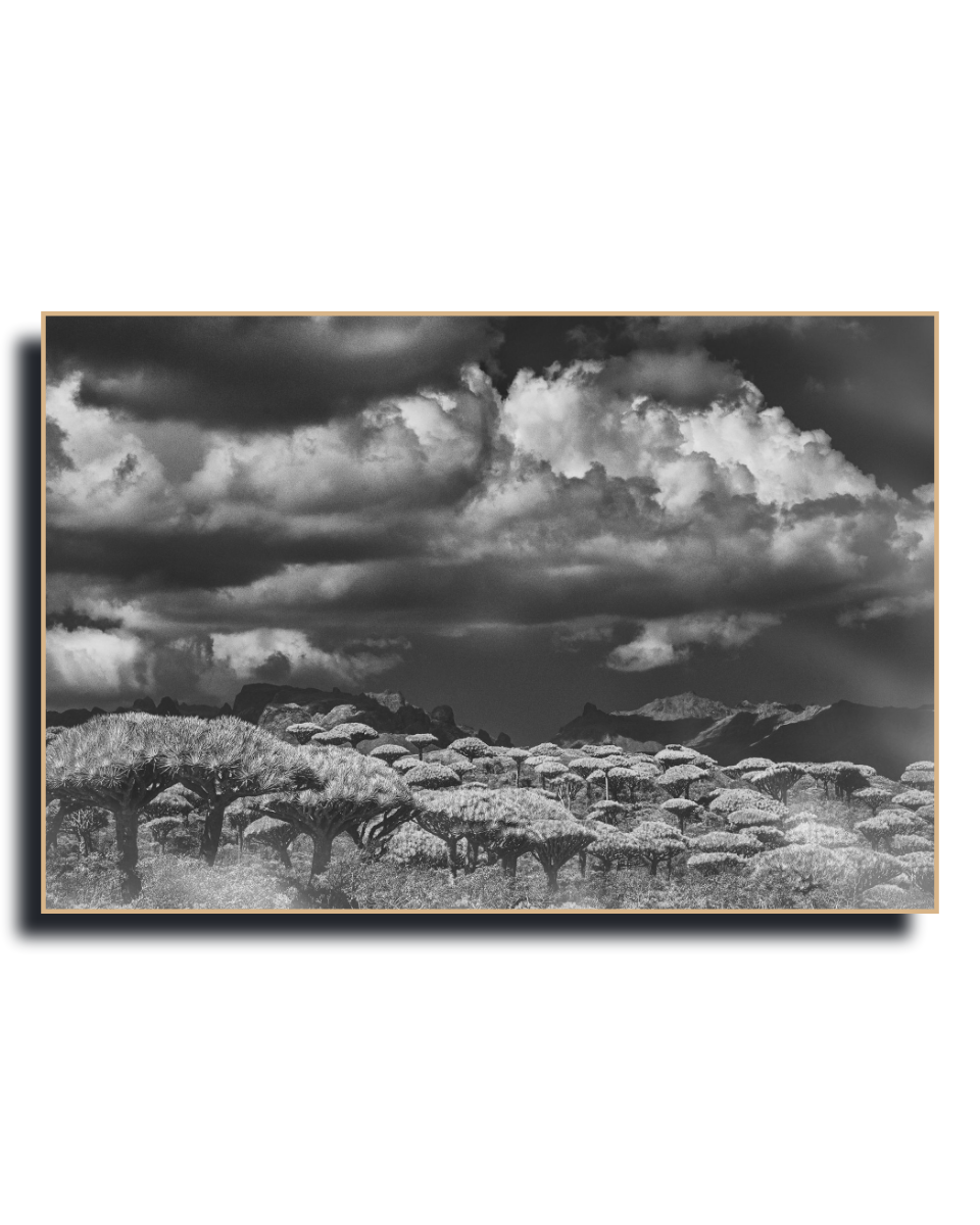 Gito.Art - Exclusive Art Print - Photography by Delyan Markov
A black and white landscape photograph print featuring a dramatic cloudy sky over a field of umbrella trees, presented with a thin gold-toned frame on a white background.